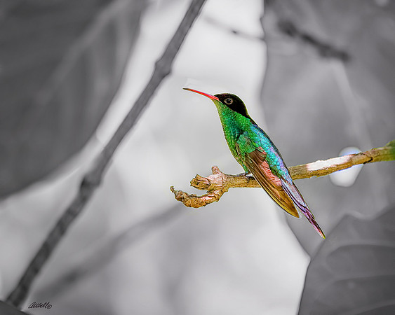 Birds - 030
