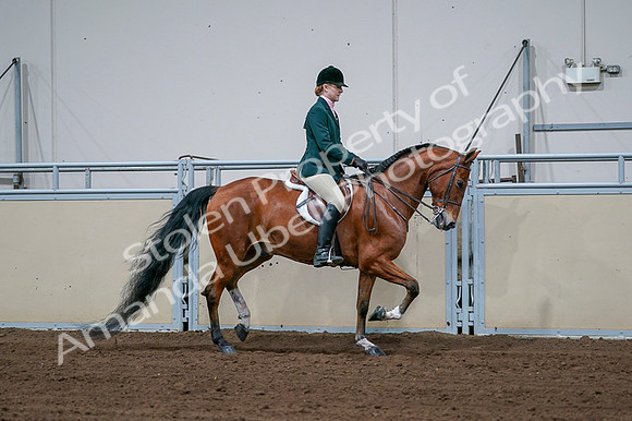 2020 - AB Morgan Horse - Fri, Sept 04 - 01741