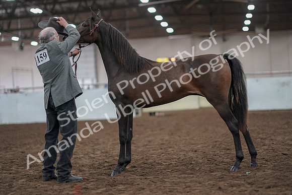 2019 Morgan Horse Show - Aug 31, 2019 - 02855