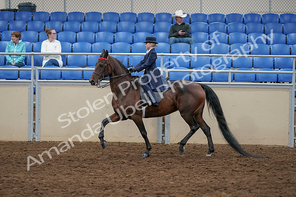 2020 - AB Morgan Horse - Sun, Sept 06 - 07703