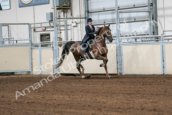 2020 - AB Morgan Horse - Sat, Sept 05 - 06345