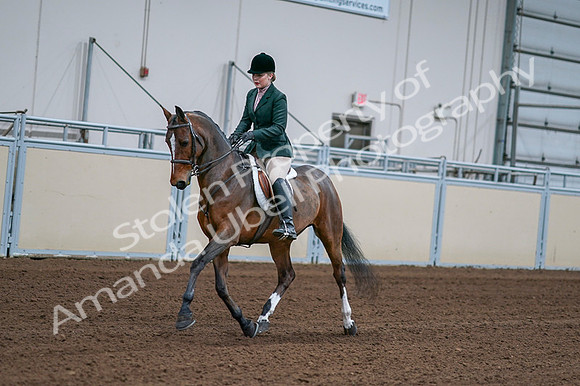 2020 - AB Morgan Horse - Fri, Sept 04 - 01687