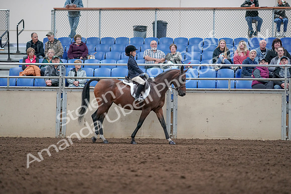 2019 Morgan Horse Show - Aug 31, 2019 - 19553