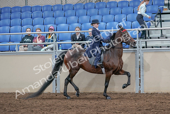 2020 - AB Morgan Horse - Sat, Sept 05 - 04887