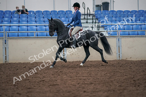 2019 Morgan Horse Show - Aug 30, 2019 - 18356