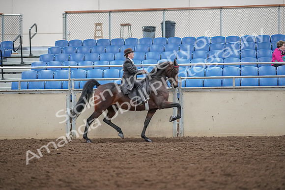 2019 Morgan Horse Show - Aug 30, 2019 - 28228