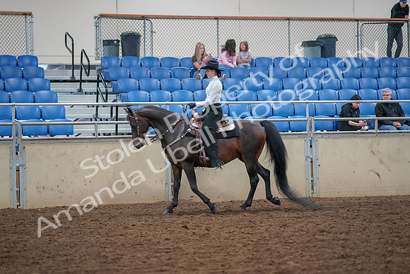 2019 Morgan Horse Show - Aug 30, 2019 - 16772