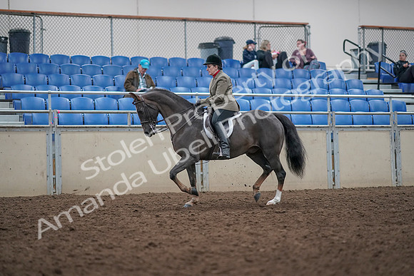 2019 Morgan Horse Show - Aug 31, 2019 - 14734