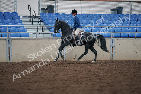 2019 Morgan Horse Show - Aug 30, 2019 - 18451