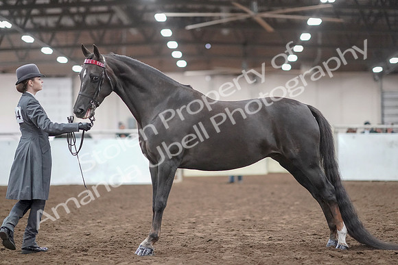 2019 Morgan Horse Show - Aug 31, 2019 - 01944