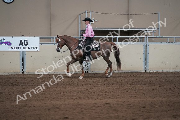 2019 Morgan Horse Show - Sept 01, 2019 - 06894