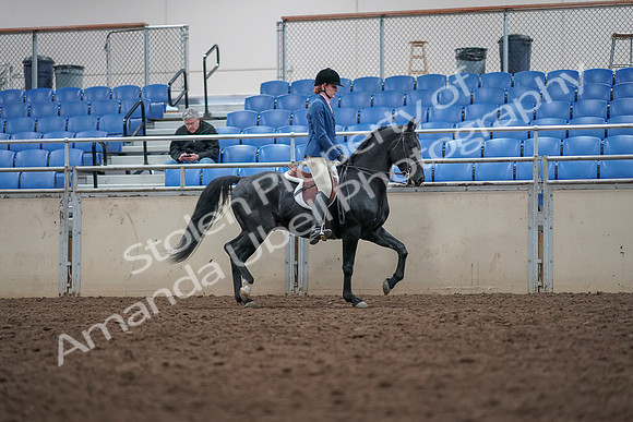 2019 Morgan Horse Show - Aug 31, 2019 - 16712
