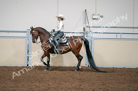 2020 - AB Morgan Horse - Fri, Sept 04 - 08370