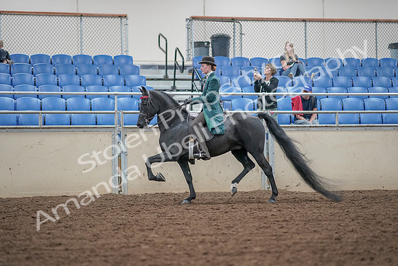 2019 Morgan Horse Show - Aug 30, 2019 - 15340