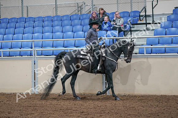 2020 - AB Morgan Horse - Fri, Sept 04 - 08471