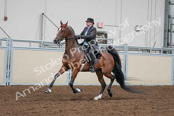 2020 - AB Morgan Horse - Sat, Sept 05 - 12987