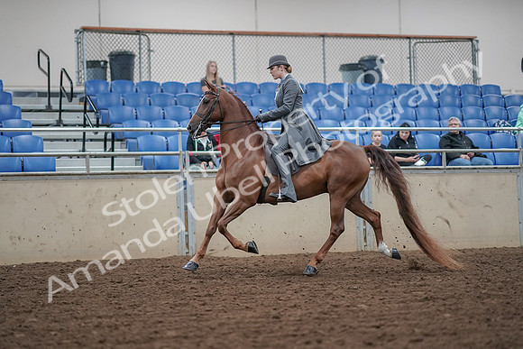 2019 Morgan Horse Show - Aug 30, 2019 - 15362