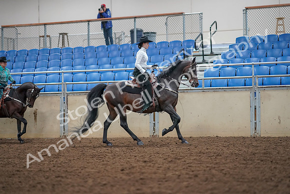 2019 Morgan Horse Show - Aug 30, 2019 - 16943
