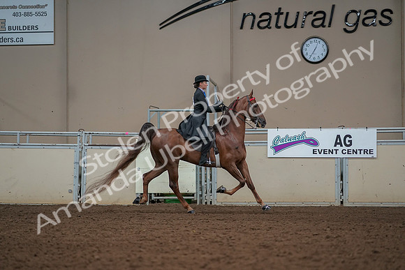 2019 Morgan Horse Show - Aug 30, 2019 - 25247