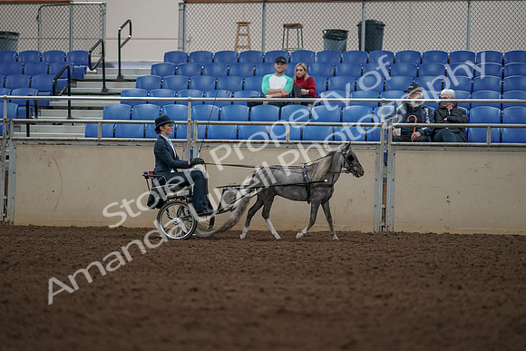 2019 Morgan Horse Show - Aug 31, 2019 - 04415