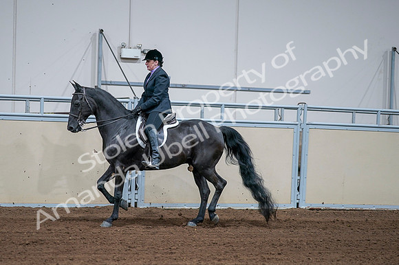2020 - AB Morgan Horse - Fri, Sept 04 - 01573