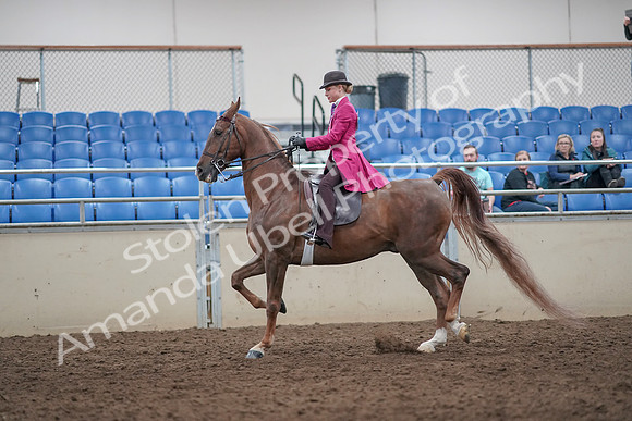2019 Morgan Horse Show - Aug 31, 2019 - 08762
