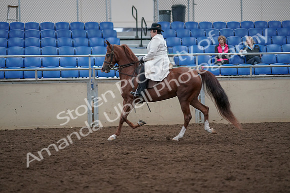 2019 Morgan Horse Show - Aug 31, 2019 - 17866