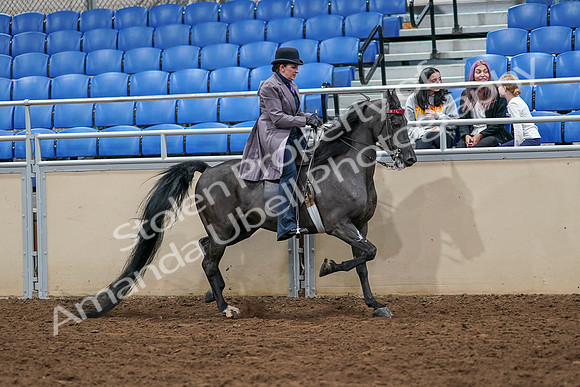 2020 - AB Morgan Horse - Sat, Sept 05 - 13994