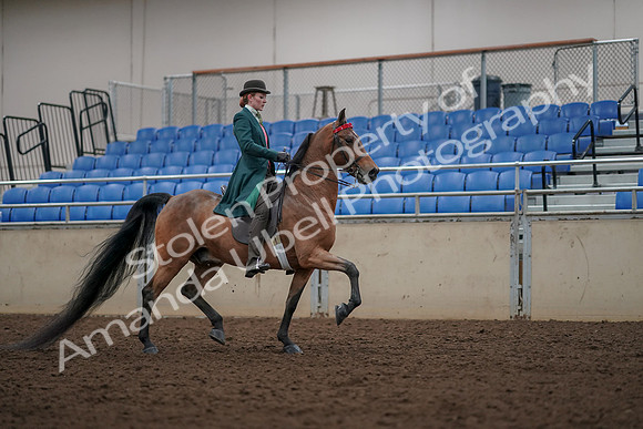 2019 Morgan Horse Show - Aug 30, 2019 - 28246