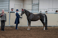 2020 - AB Morgan Horse - Fri, Sept 04 - 00883