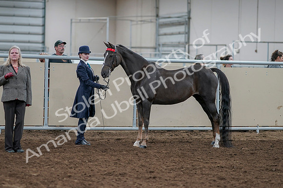 2020 - AB Morgan Horse - Fri, Sept 04 - 00883