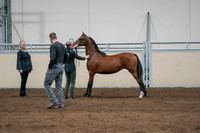 2020 - AB Morgan Horse - Fri, Sept 04 - 07604