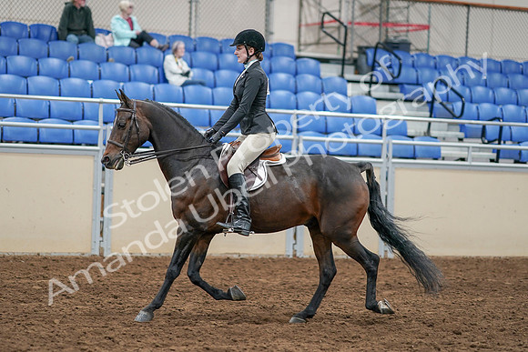 2020 - AB Morgan Horse - Sat, Sept 05 - 14220