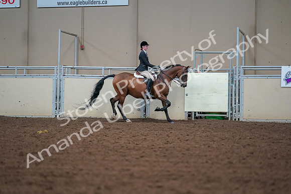 2019 Morgan Horse Show - Aug 30, 2019 - 20912