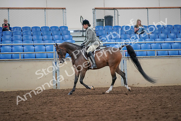 2019 Morgan Horse Show - Aug 30, 2019 - 17288