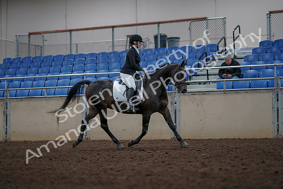 2019 Morgan Horse Show - Aug 31, 2019 - 16717
