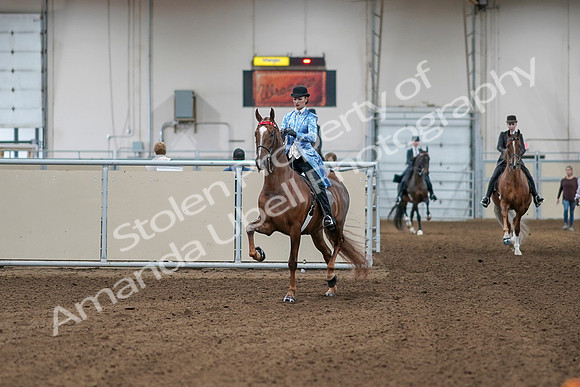 2020 - AB Morgan Horse - Sat, Sept 05 - 06084