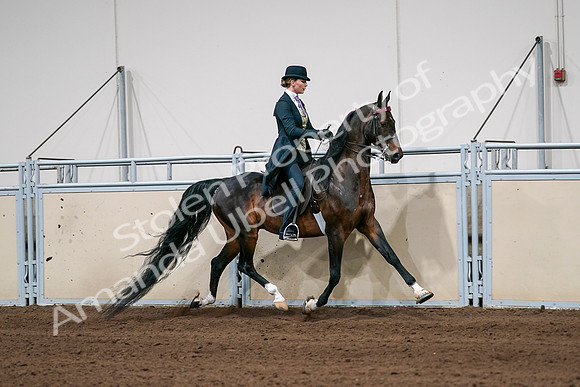 2020 - AB Morgan Horse - Sat, Sept 05 - 06401