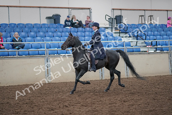 2019 Morgan Horse Show - Aug 31, 2019 - 18001