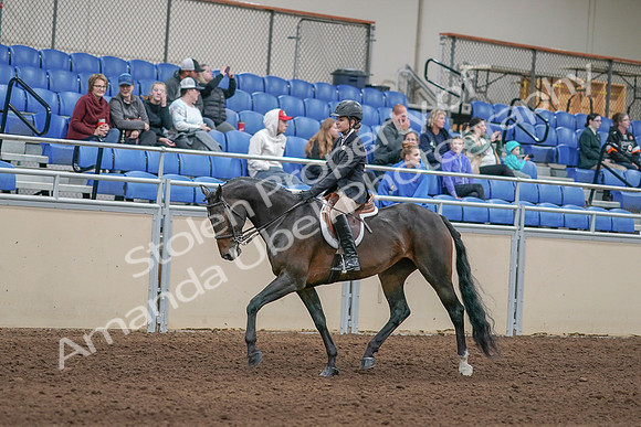 2020 - AB Morgan Horse - Sun, Sept 06 - 00885