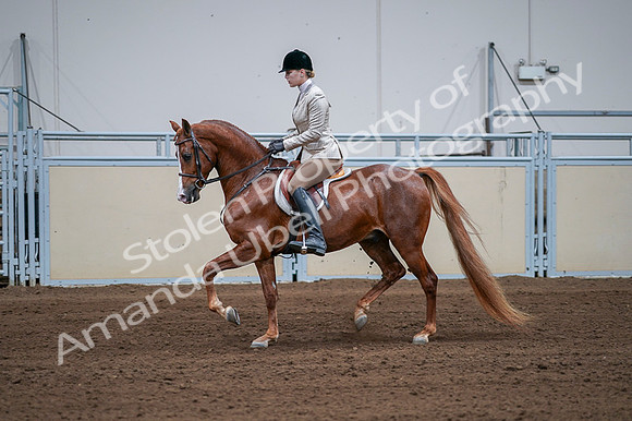 2020 - AB Morgan Horse - Fri, Sept 04 - 01640
