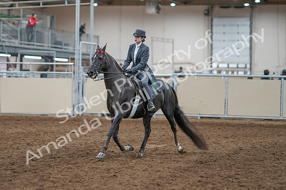 2020 - AB Morgan Horse - Sun, Sept 06 - 08285