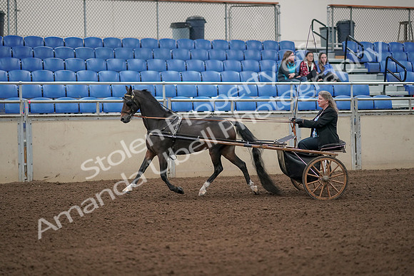 2019 Morgan Horse Show - Aug 31, 2019 - 04235