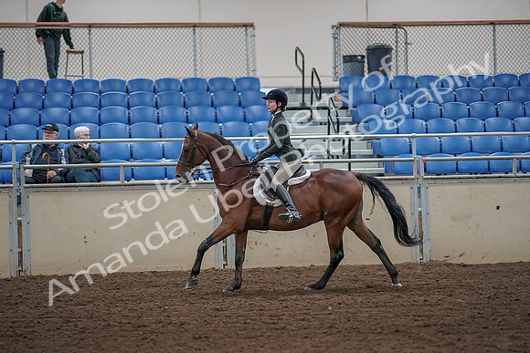 2019 Morgan Horse Show - Aug 31, 2019 - 05035