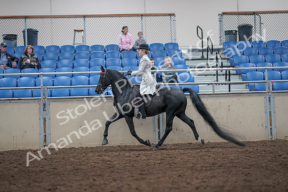 2019 Morgan Horse Show - Aug 31, 2019 - 09247