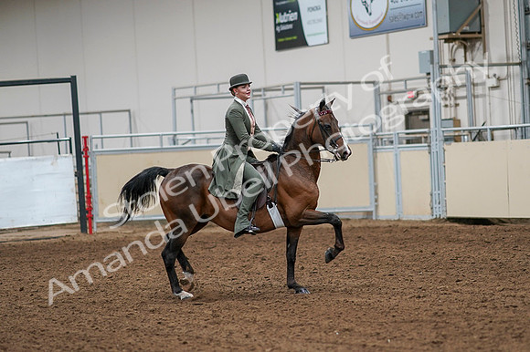 2020 - AB Morgan Horse - Fri, Sept 04 - 03347