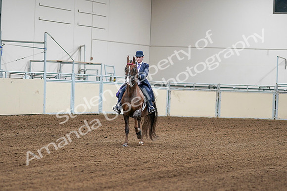 2020 - AB Morgan Horse - Fri, Sept 04 - 08163
