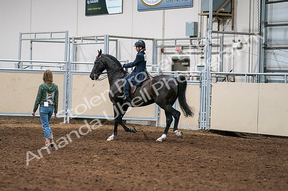 2020 - AB Morgan Horse - Fri, Sept 04 - 03271