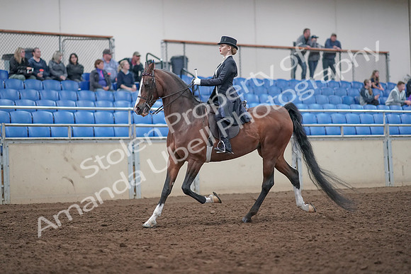 2019 Morgan Horse Show - Aug 31, 2019 - 20370