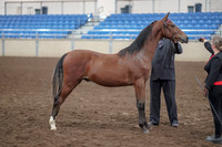 2019 Morgan Horse Show - Aug 31, 2019 - 00146